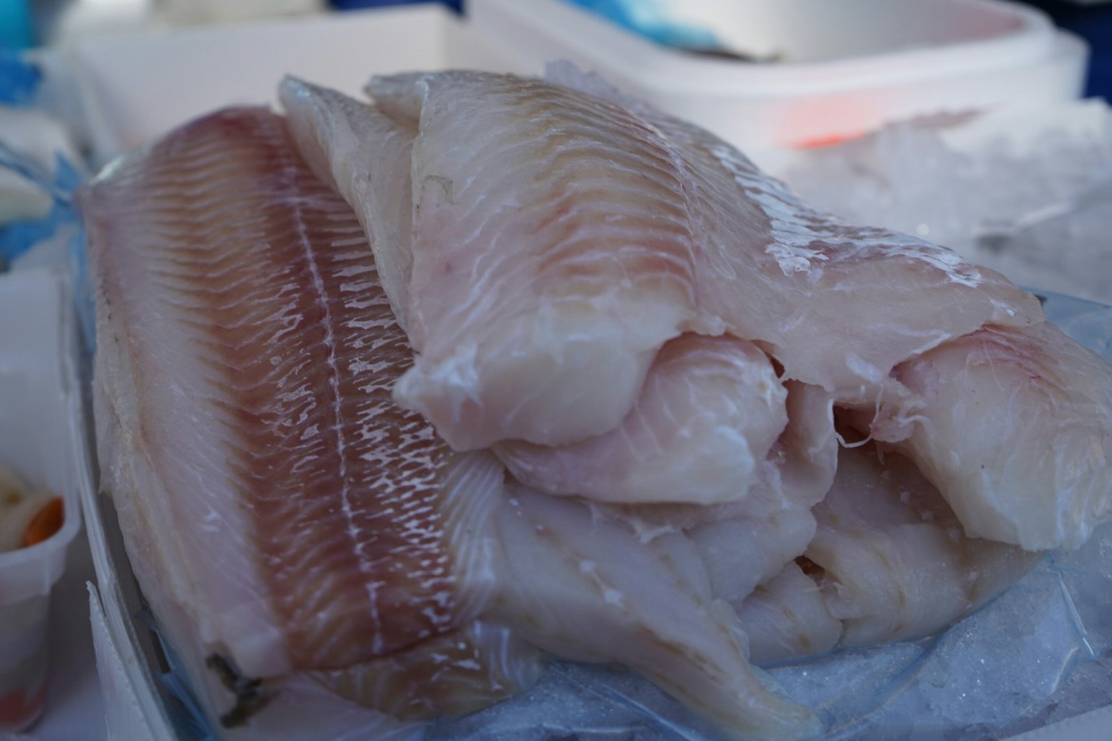 Home Alaska Pollock