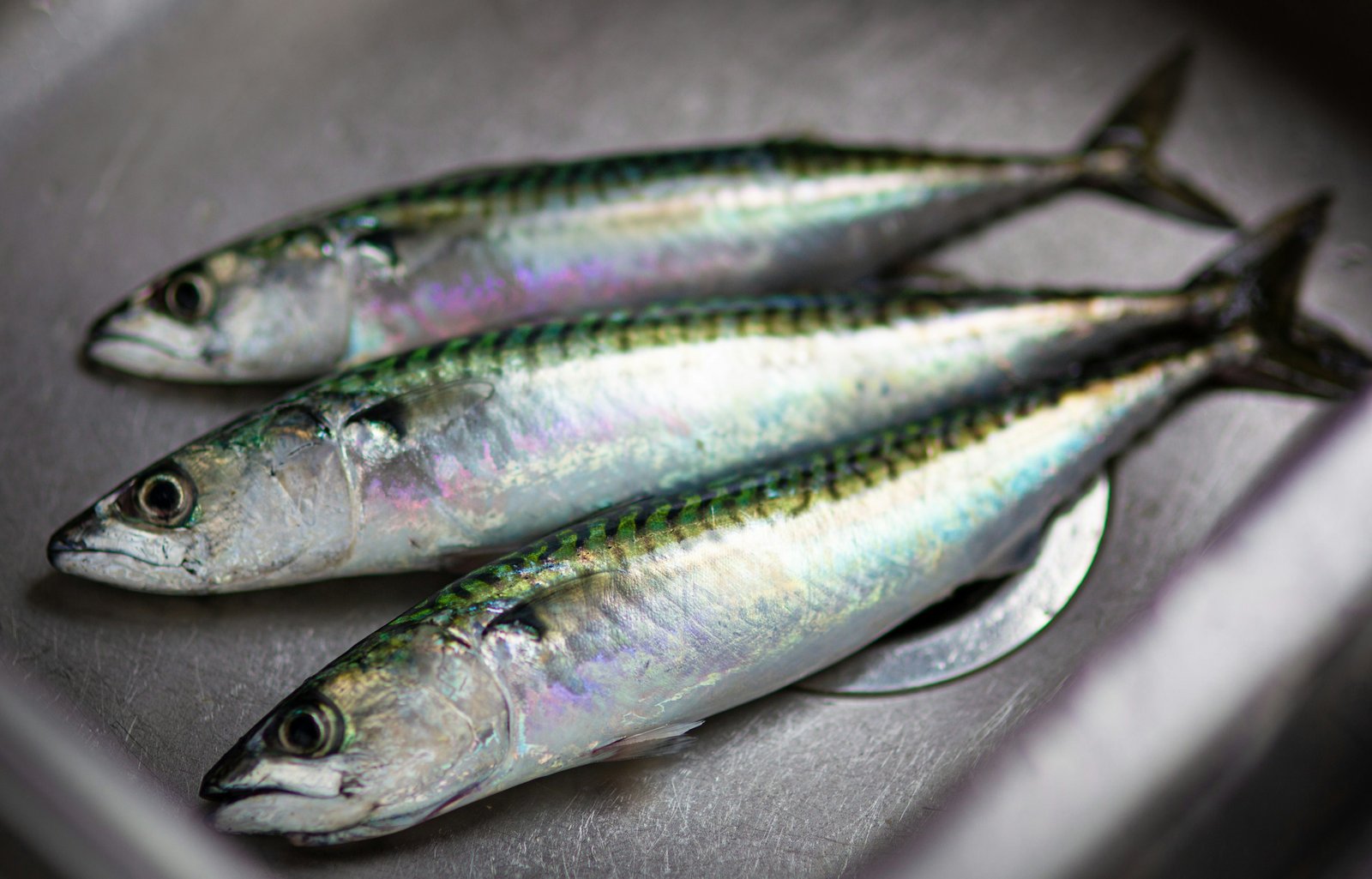 Home Atlantic Mackerel