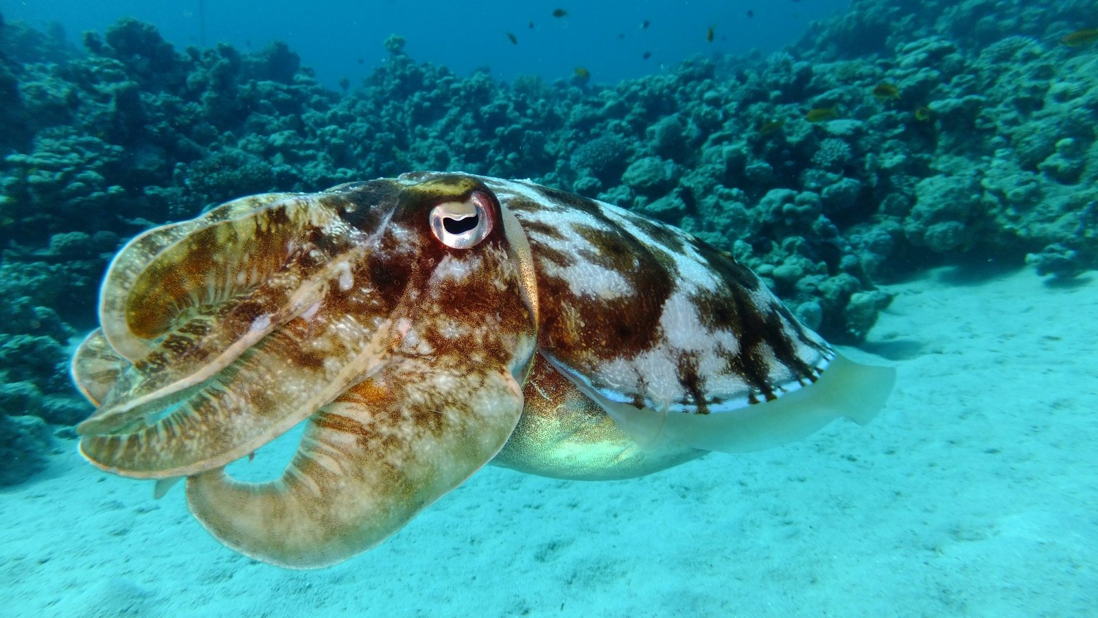 Home Cuttlefish