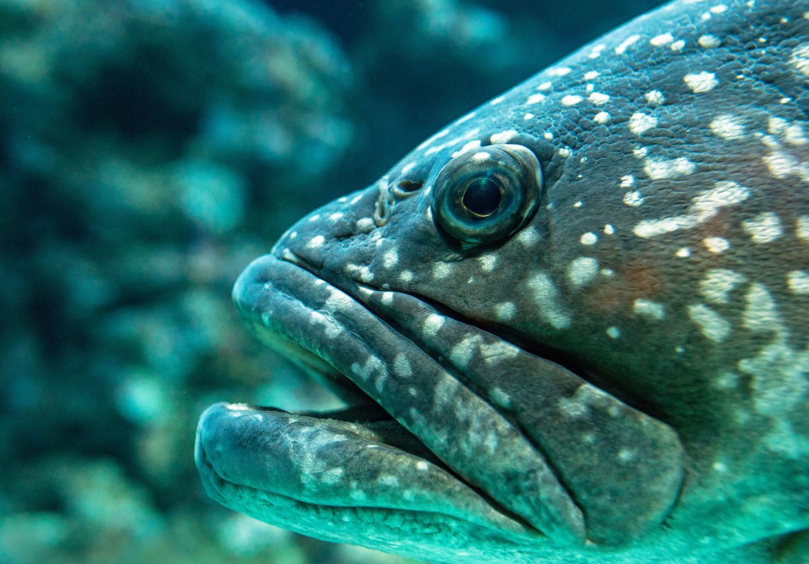 Home Hamour (Grouper)