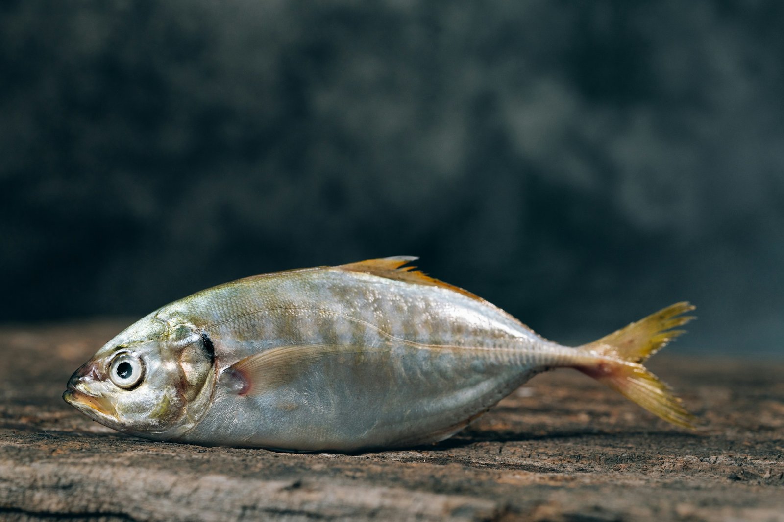 Home Horse Mackerel and Jack Mackerel