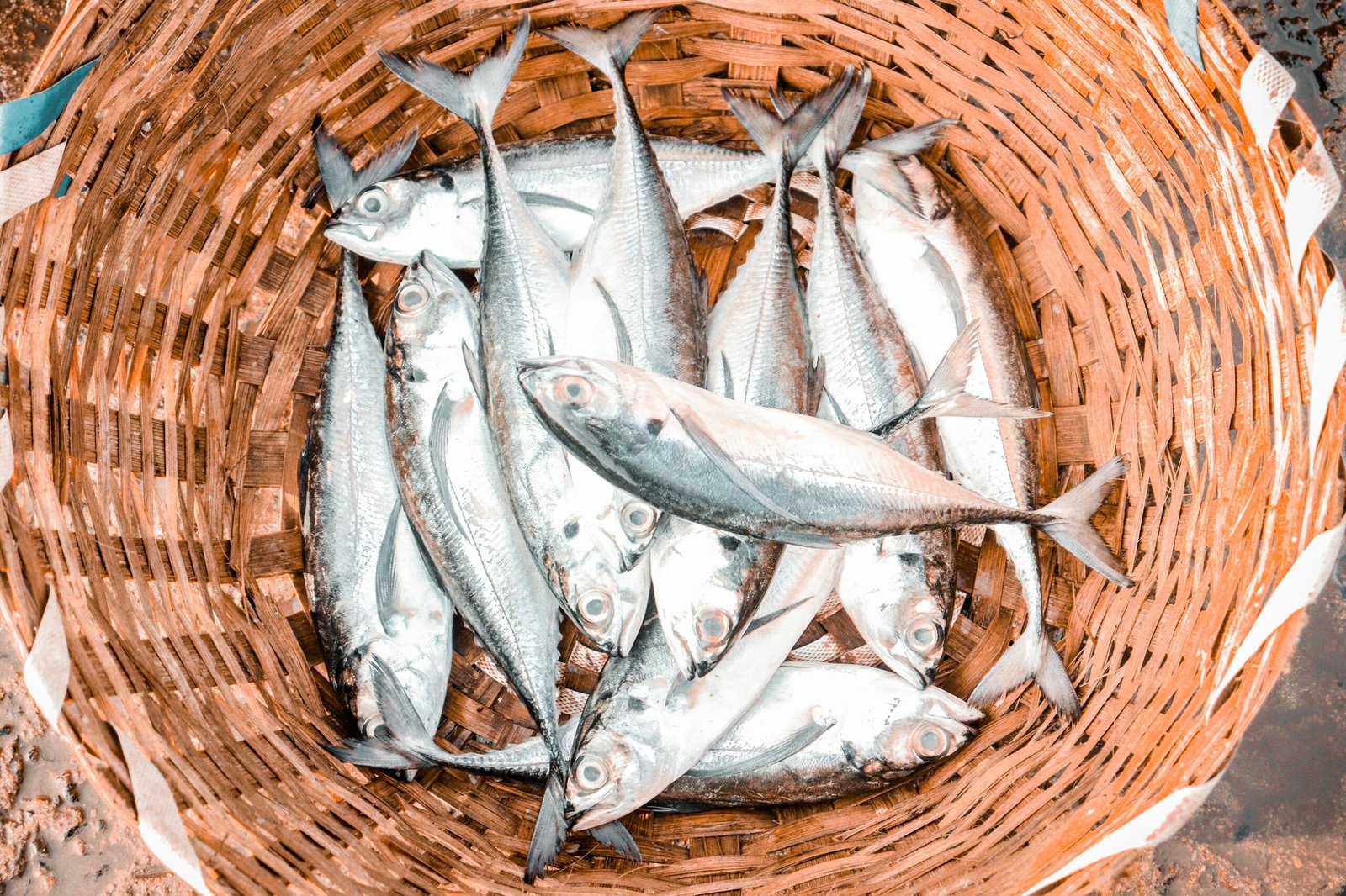 Home Indian Mackerel