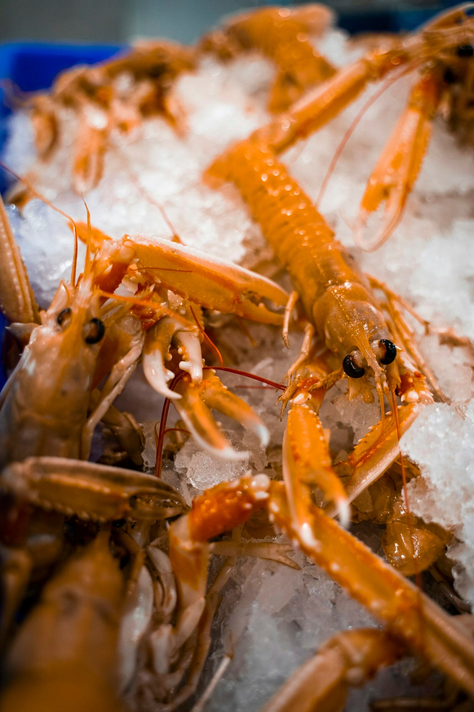 Home Langoustines