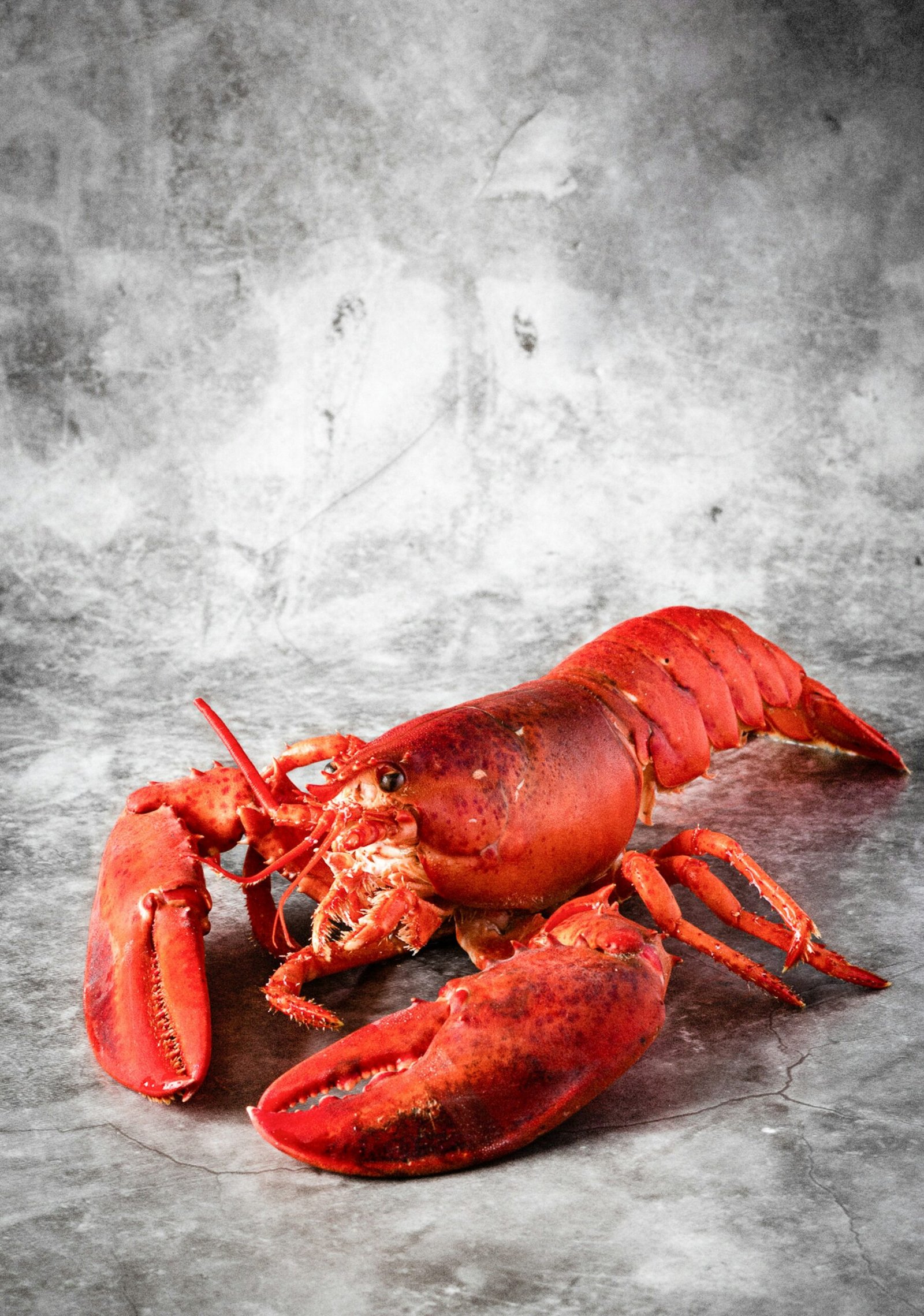 Home Lobster