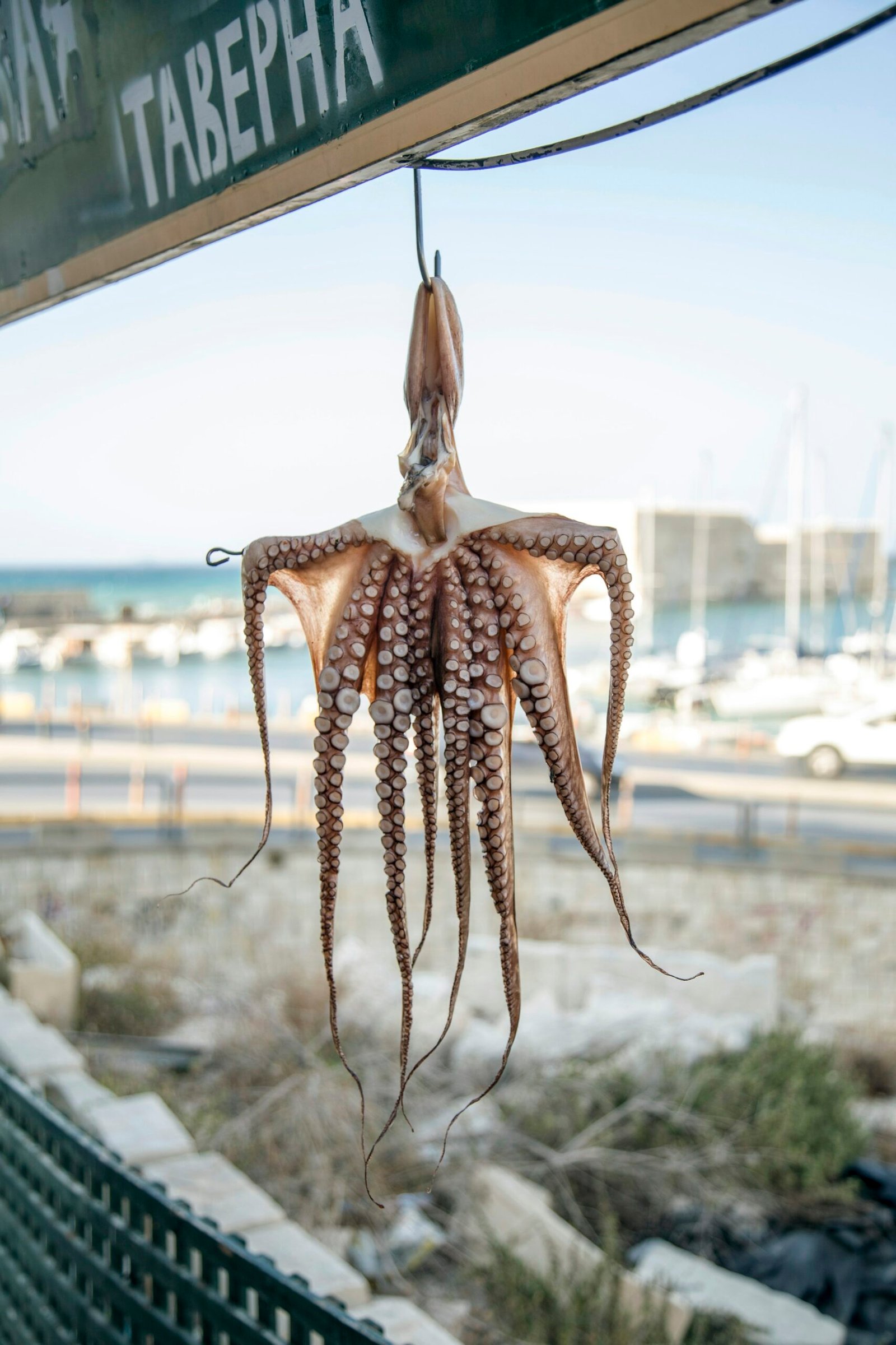 Home Octopus