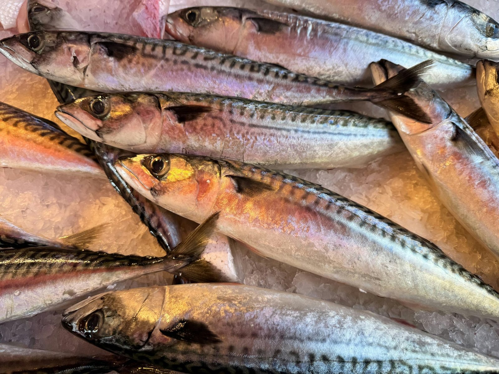 Home Pacific Mackerel