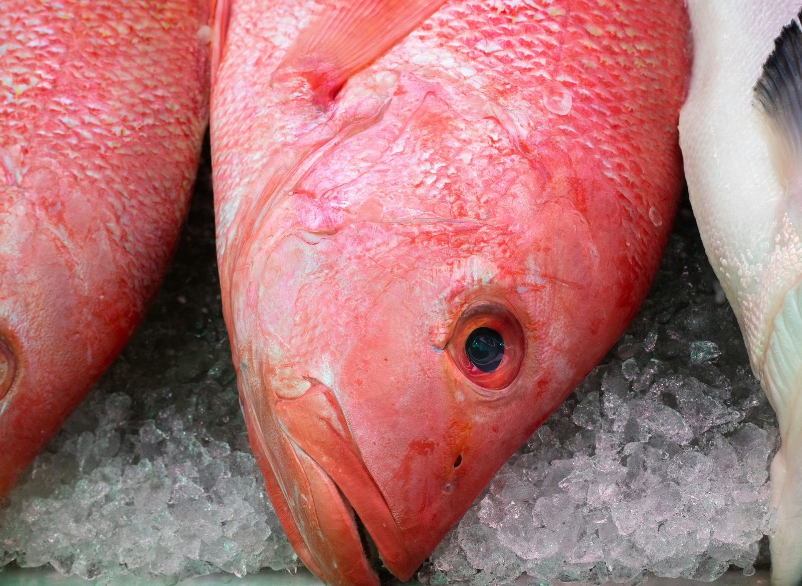 Home Red Snapper