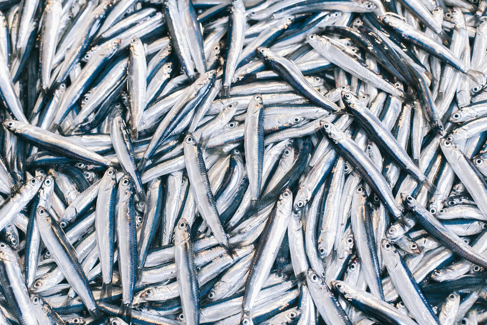 Home Sardines and Sardinella