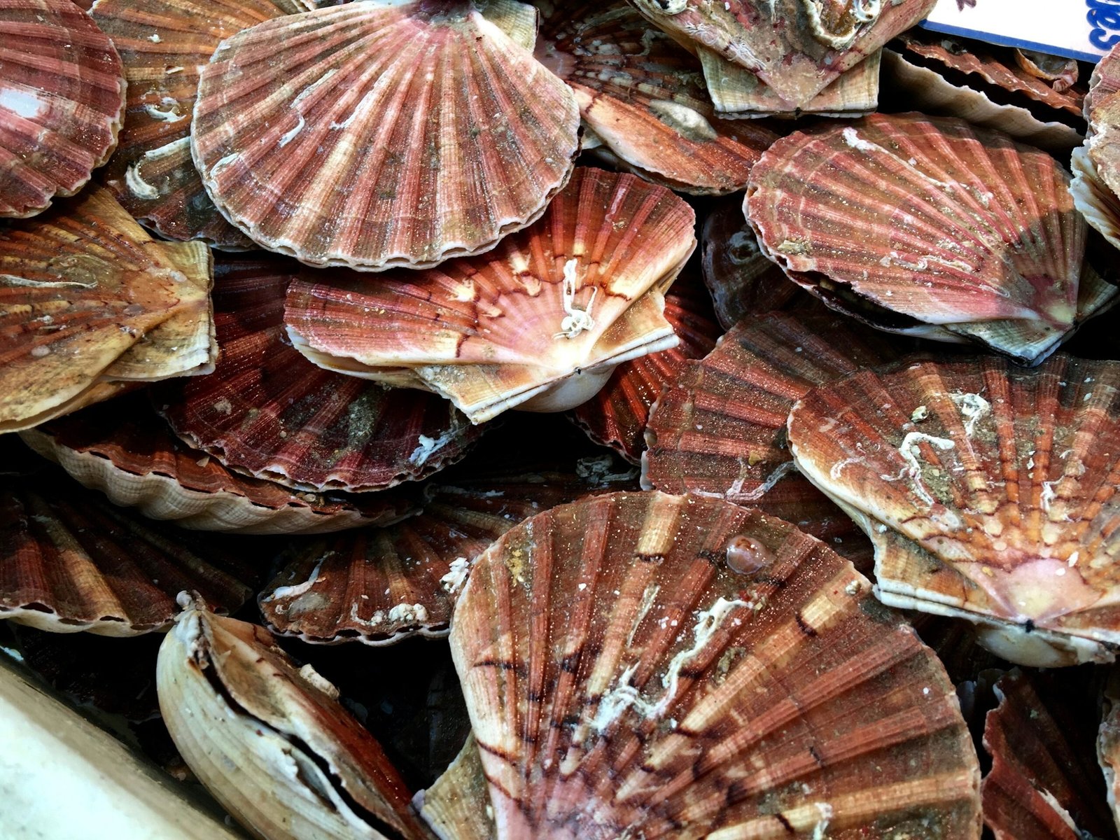 Home Scallops