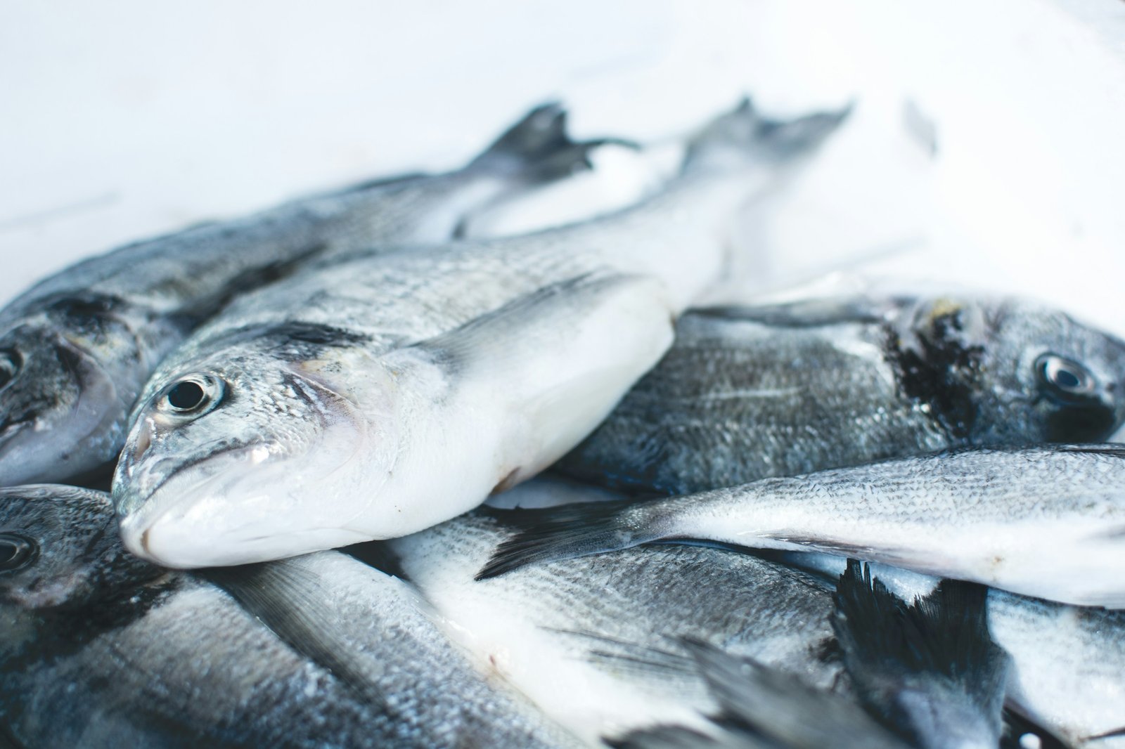 Home Sea Bream and Sea Bass