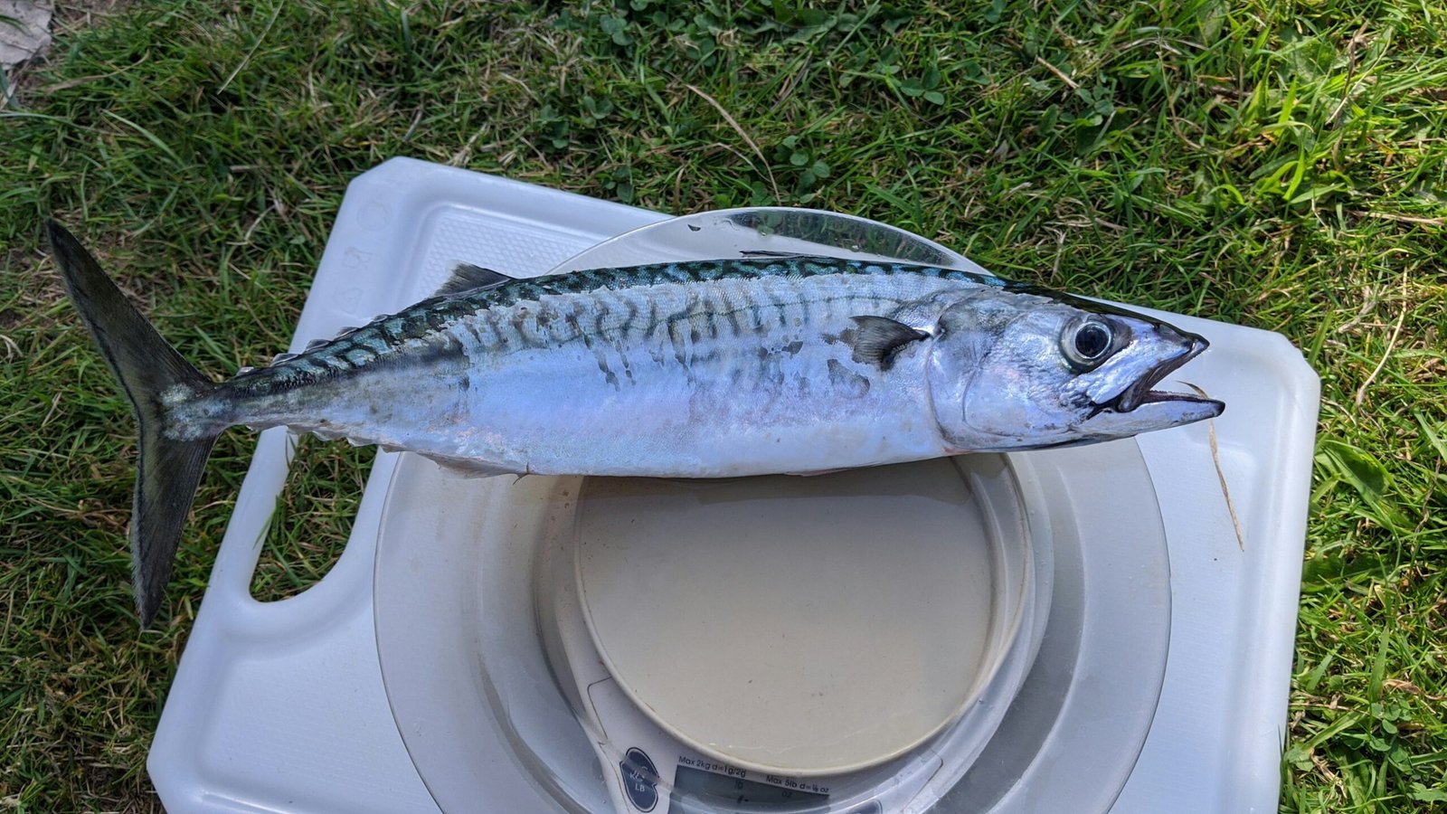 Home King Mackerel (Seer Fish)