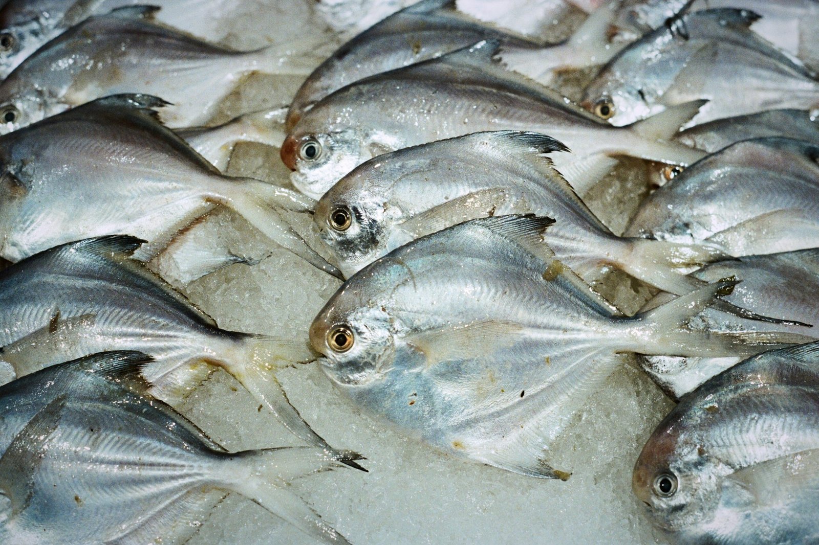 Home Silver Pomfret