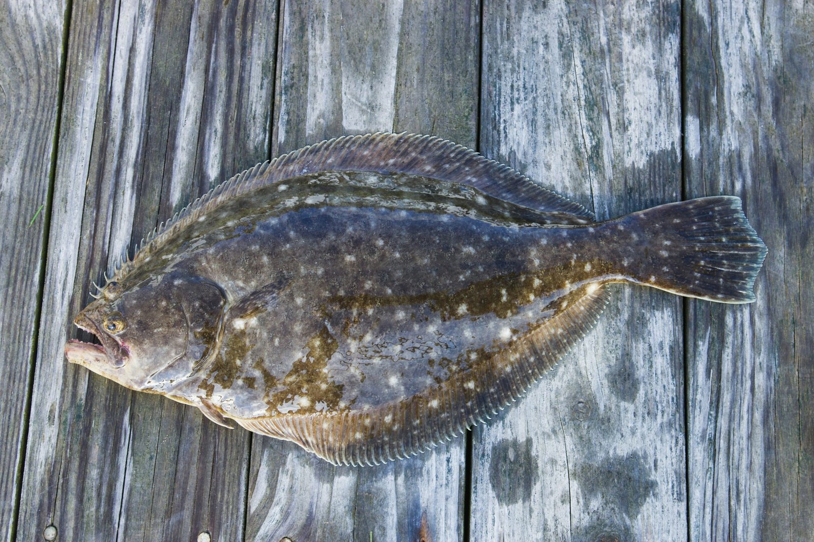 Home Sole