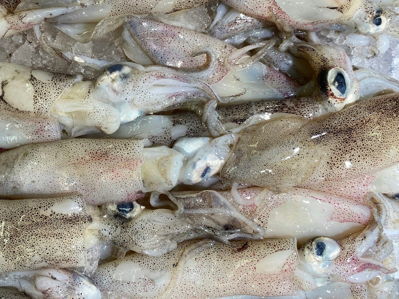 Home Argentine Shortfin Squid (Illex)