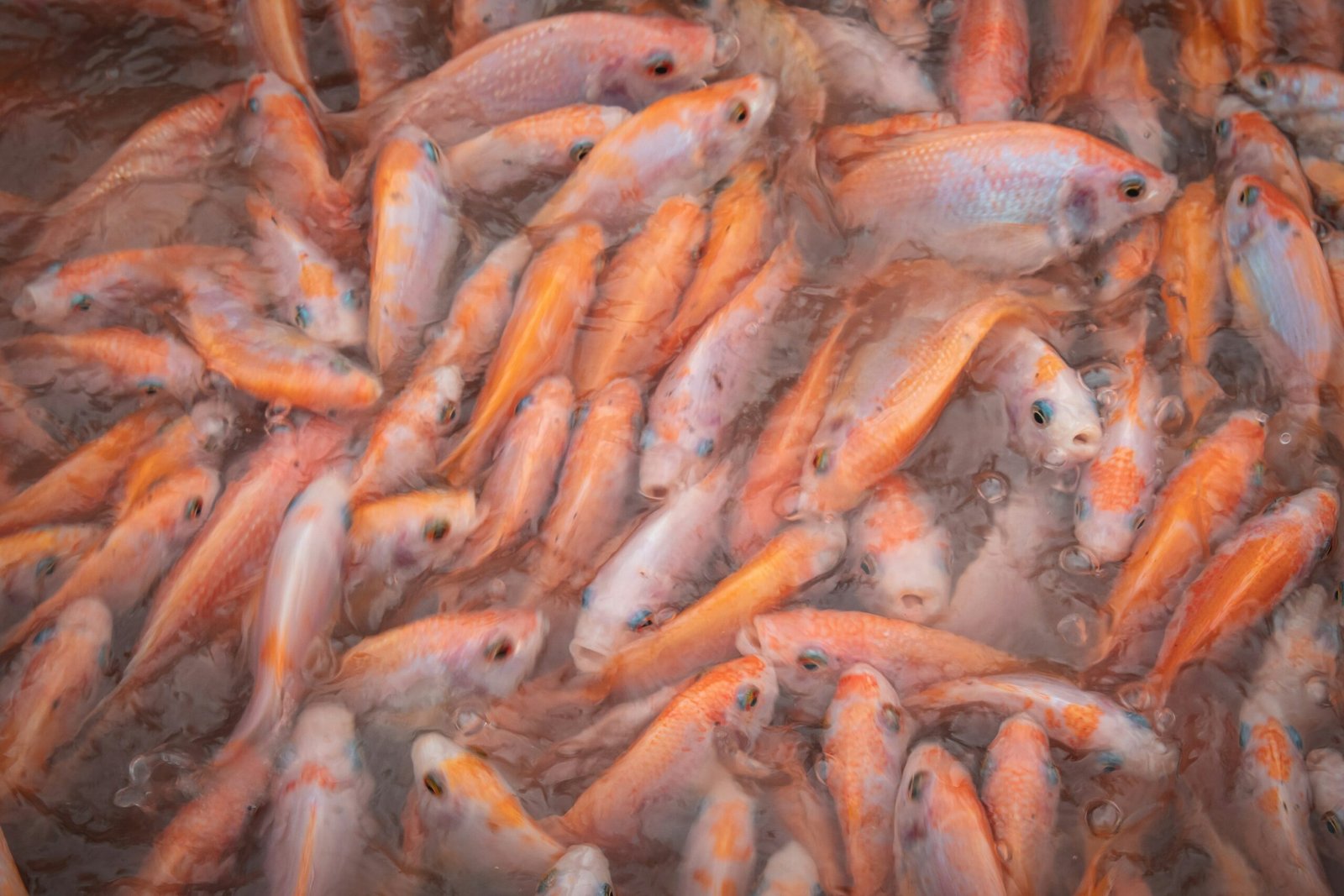 Home Tilapia