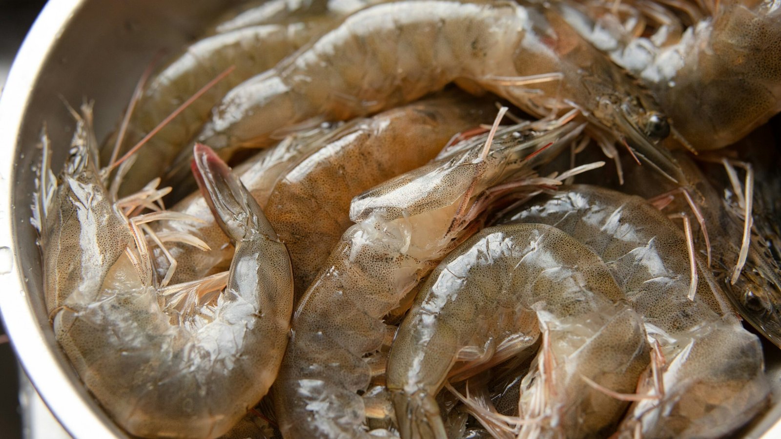 Home Vannamei Shrimp